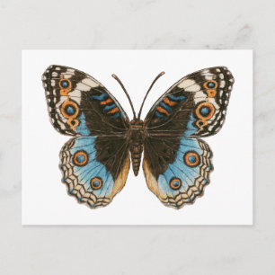 Blue Pansy Butterfly Postcard