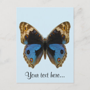 Blue Pansy Butterfly Postcard