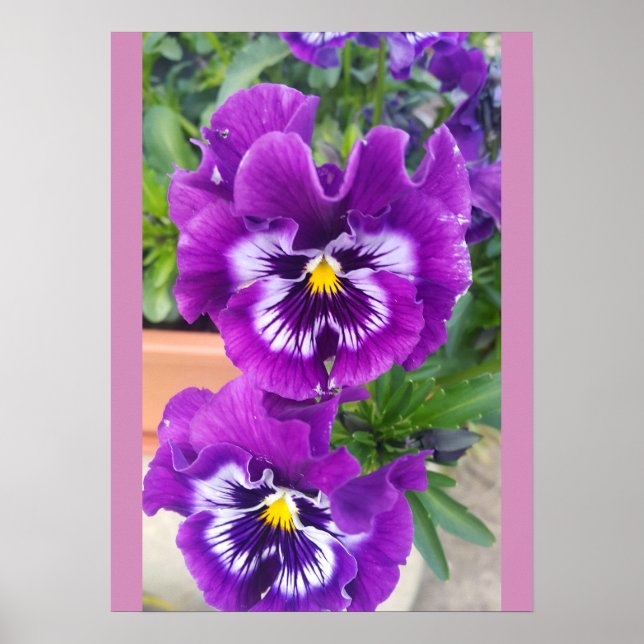 Blue Pansy Pansies Flower Floral Garden Poster (Front)