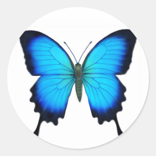 Blue Papilio Ulysses Butterfly Classic Round Sticker