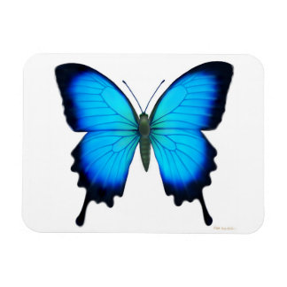 Blue Papilio Ulyssses Butterfly Premium Magnet