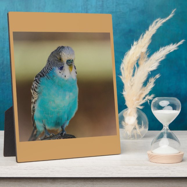 blue parakeet bird blue parrot budgerigar plaque (Side)