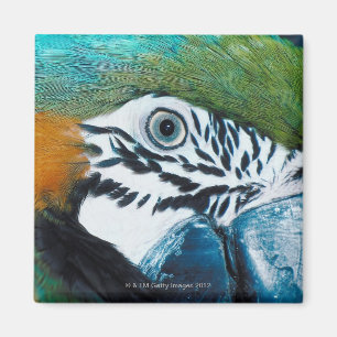 Blue Parrot Magnet
