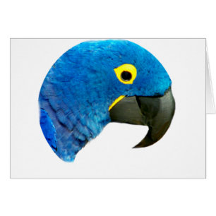 Blue Parrot of Love_