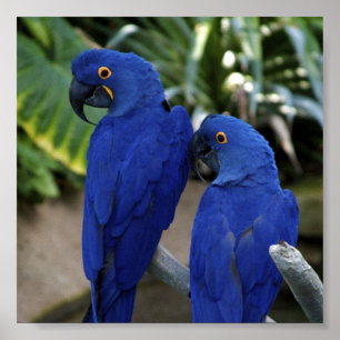 Blue Parrots Photo Poster