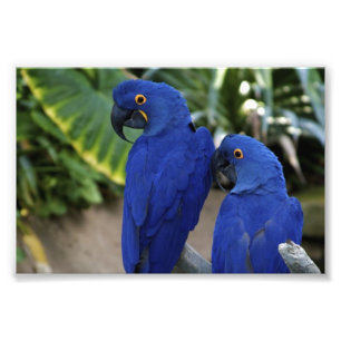 Blue Parrots Photo Print