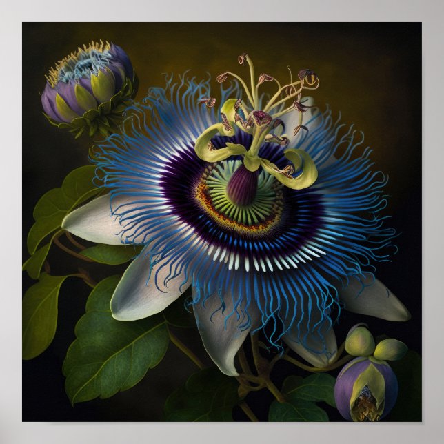 Blue Passion Flower Art Print Poster (Front)