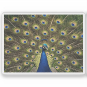 Blue Peacock