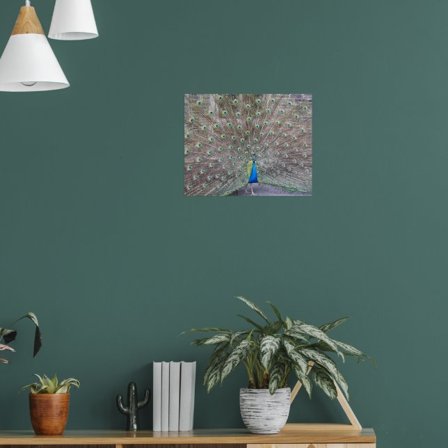 Blue Peacock Fantail Feathers Photographic Poster (Living Room 1)