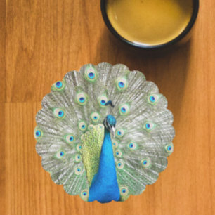 Blue Peacock Feather Plumage Paper Coaster