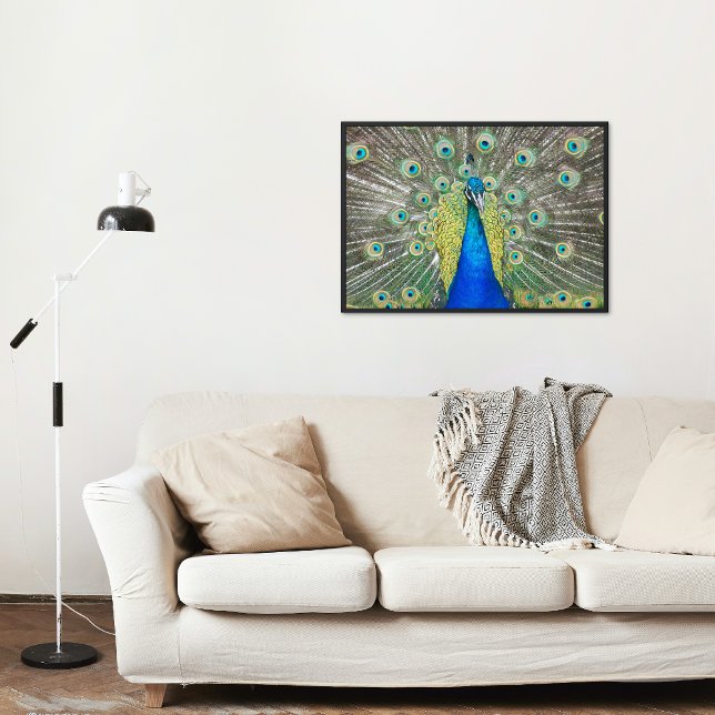 Blue Peacock Feather Plumage Poster (In Situ)