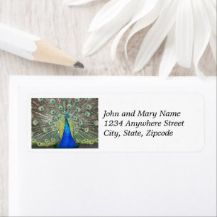Blue Peacock Feather Plumage Return Address
