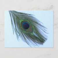 Blue Peacock Feather