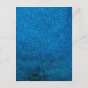 Blue peacock feathers postcard
