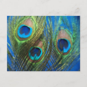 Blue Peacock Feathers Postcard