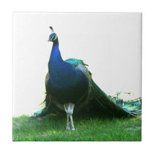 Blue peacock just grass clear sky tile