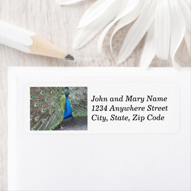 Blue Peacock Plumage Return Address (Insitu)