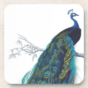 Blue Peacock with beautiful tail feathers Coaster