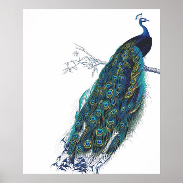 Blue Peacock with beautiful tail feathers Poster (Front)