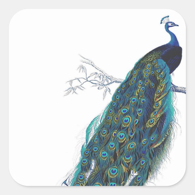 Blue Peacock with beautiful tail feathers Square Sticker (Front)
