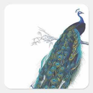 Blue Peacock with beautiful tail feathers Square Sticker
