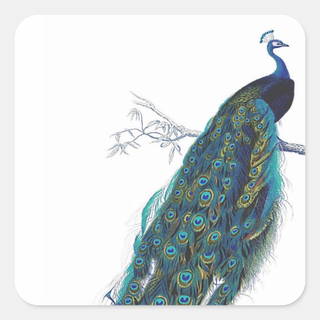 Blue Peacock with beautiful tail feathers Square Sticker (Front)