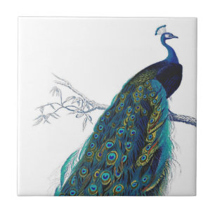 Blue Peacock with beautiful tail feathers Tile