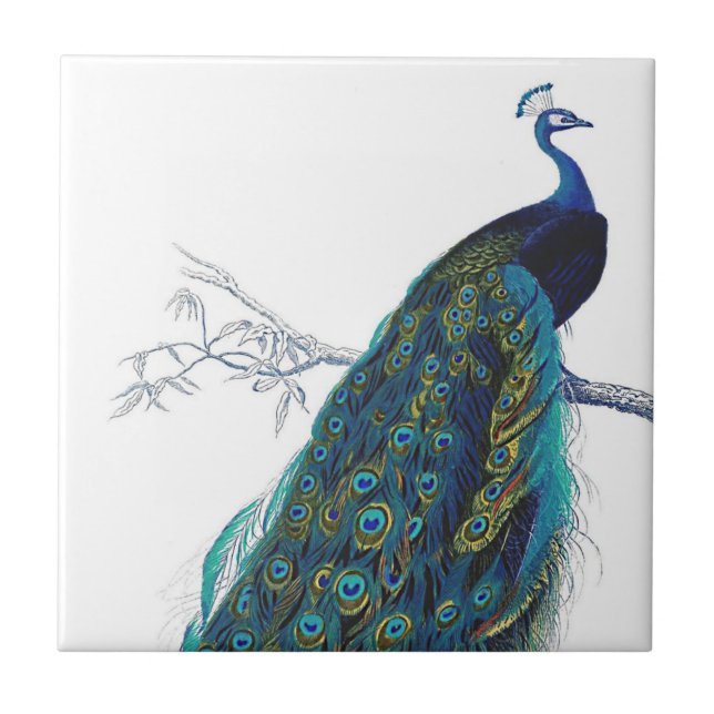 Blue Peacock with beautiful tail feathers Tile (Front)