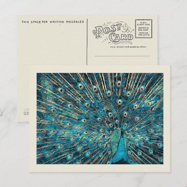blue peacock with unfold tail postcard (Front/Back)