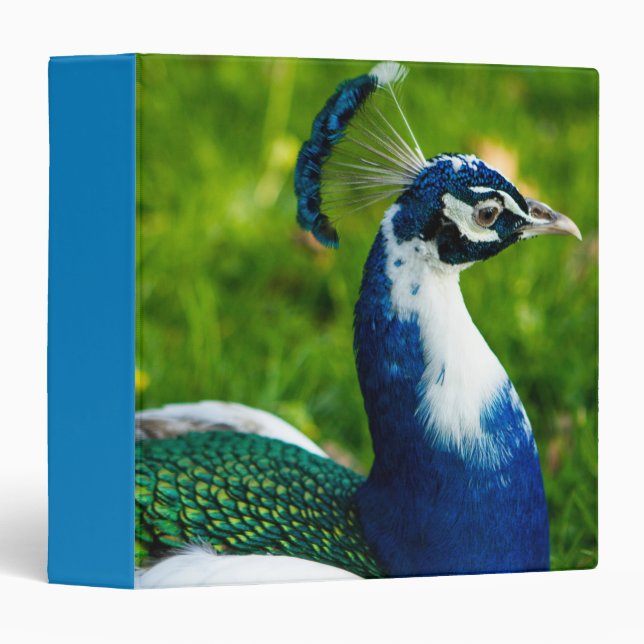 Blue Peaock Birds Binder (Front/Spine)