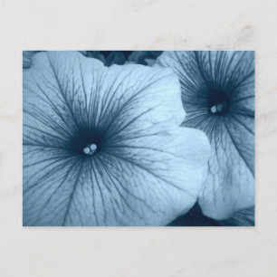 Blue Petunias Postcard