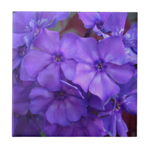 Blue Phlox Flowers Tile