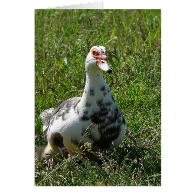 Blue Pied Muscovy Hen and Ducklings (Front)