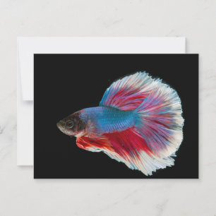 Blue, Pink, and White Betta Fish Postcard