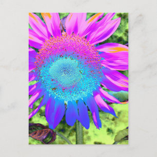 Blue pink funky retro sunflower photo postcard