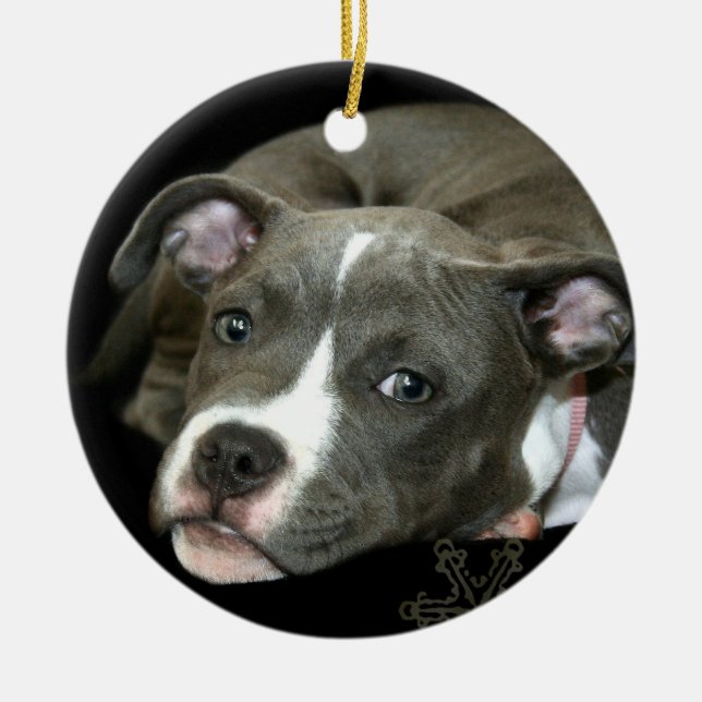 Blue pitbull puppy ornament (Front)