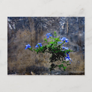 Blue Plumbago Postcard