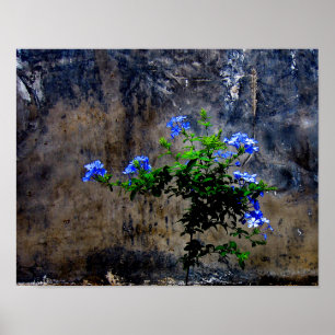 Blue Plumbago Poster