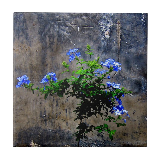 Blue Plumbago Tile (Front)
