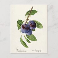 Blue Plums (Prunus Domestica) Fruit Painting