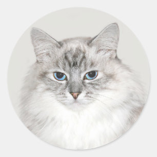 Blue point Himalayan cat Classic Round Sticker