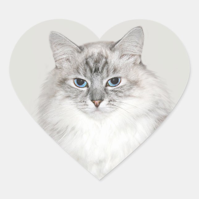 Blue point Himalayan cat Heart Sticker (Front)