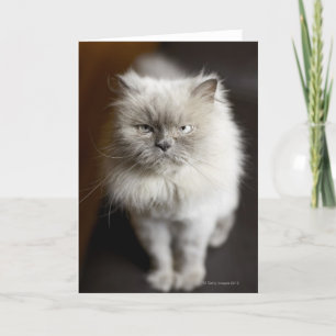 Blue Point Himalayan Cat looking irritated Card