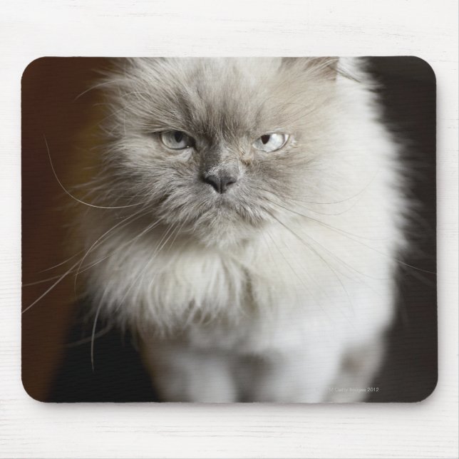 Blue Point Himalayan Cat looking irritated Mouse Pad (Front)