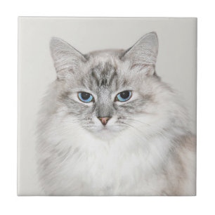 Blue point Himalayan cat Tile