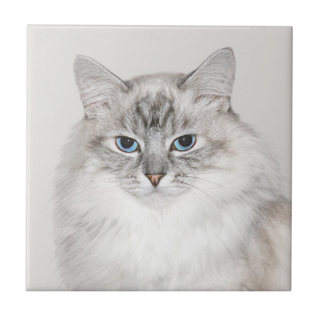 Blue point Himalayan cat Tile (Front)