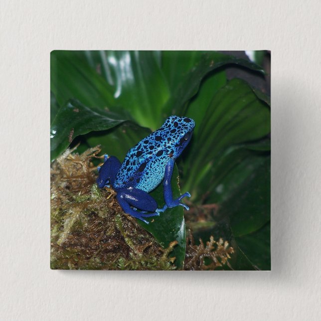 Blue Poison Arrow Frog Portrait 2 Inch Square Button (Front)