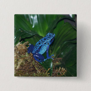 Blue Poison Arrow Frog Portrait 2 Inch Square Button