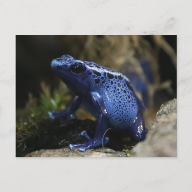 Blue Poison Arrow Frog Postcard (Front)