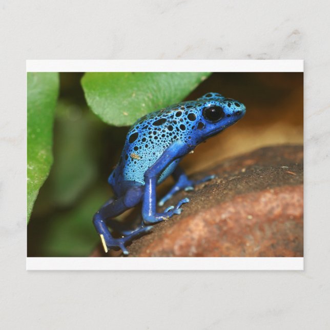 blue poison arrow frog postcard (Front)